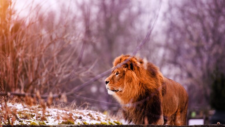 Conquer the Challenge